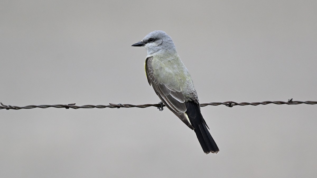 Western Kingbird - ML638317565