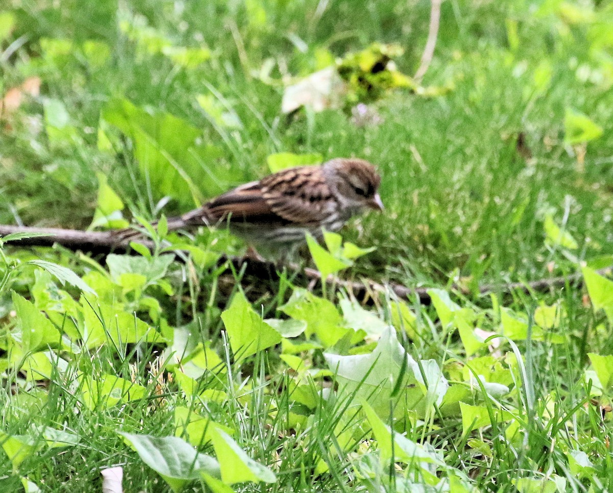 Chipping Sparrow - ML638317575