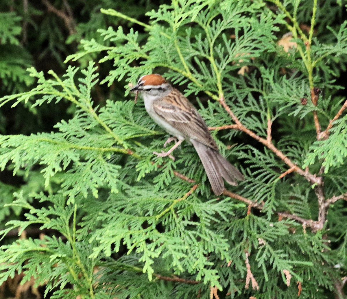 Chipping Sparrow - ML638317576
