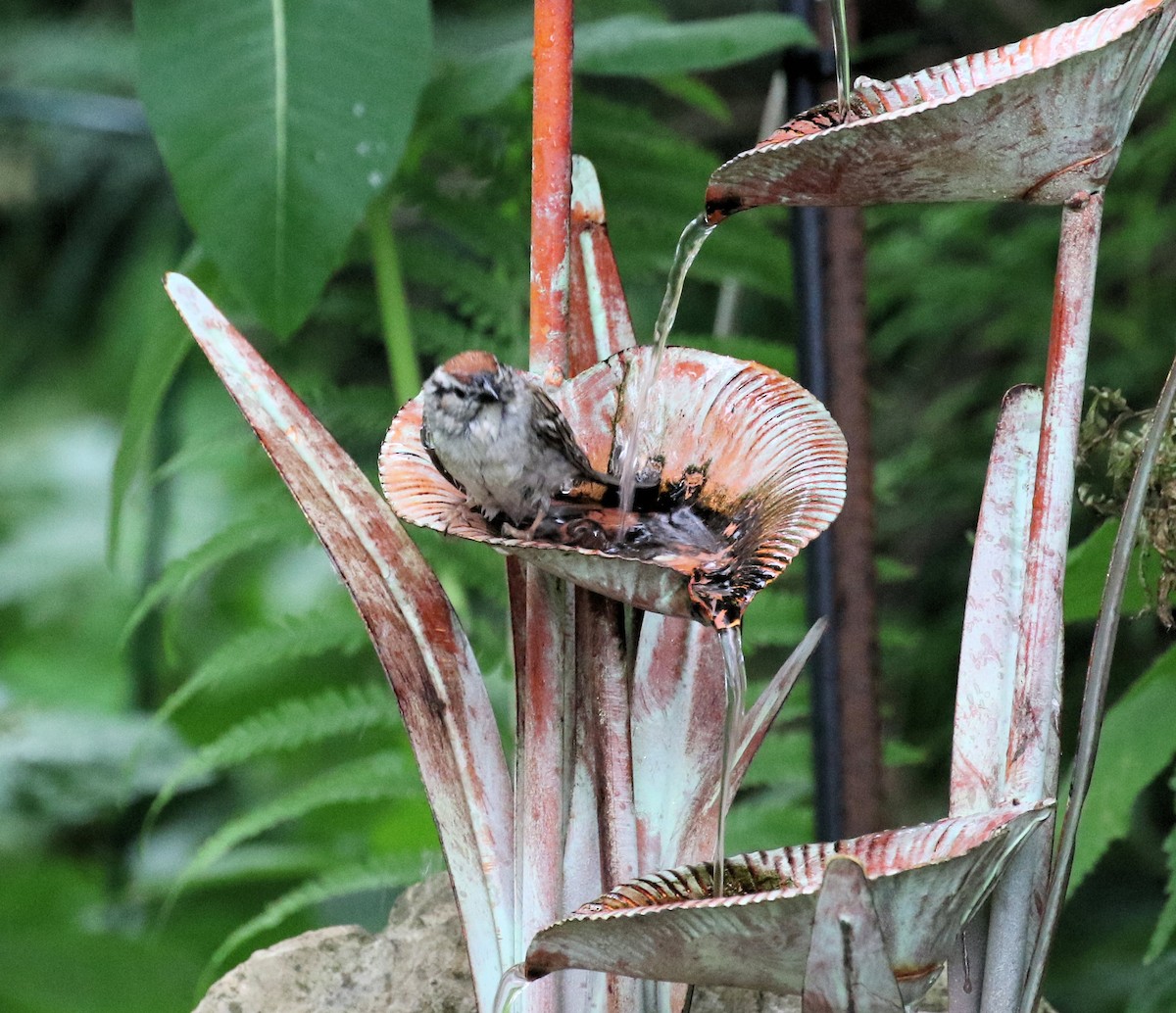 Chipping Sparrow - ML638317578