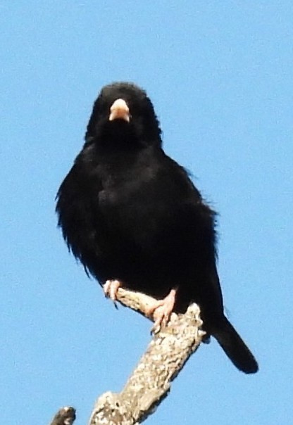 Purple Indigobird - ML638317580
