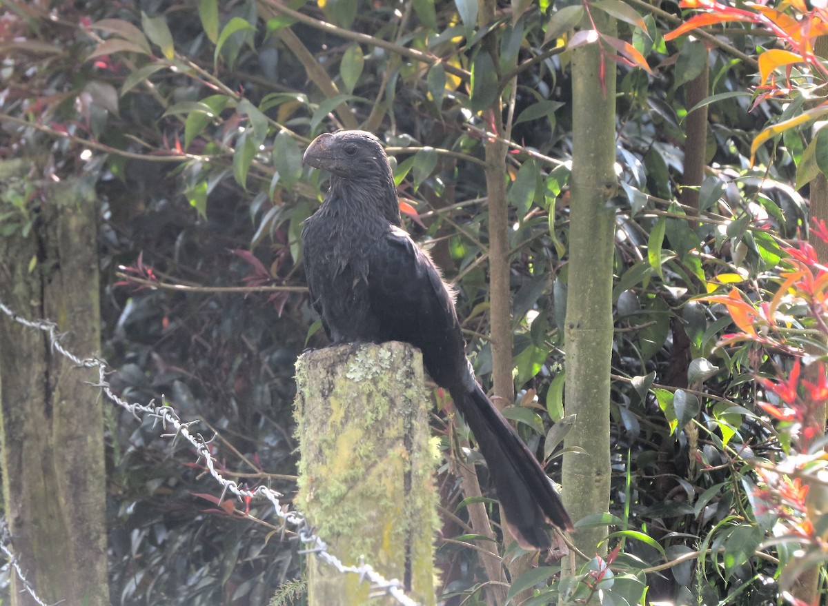 Smooth-billed Ani - ML638317583