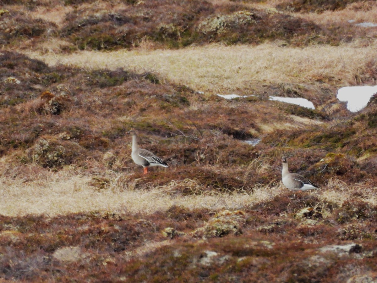 Oca granaiola della tundra - ML638317594