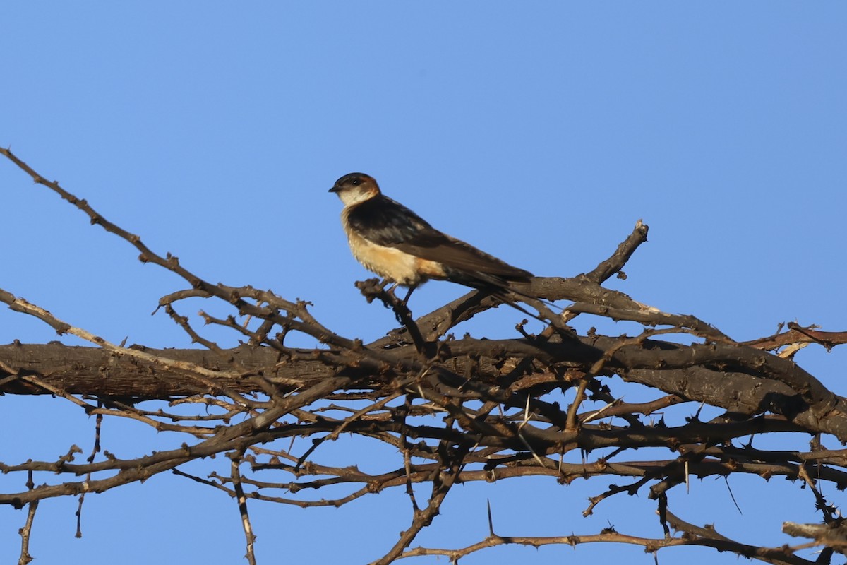 Wire-tailed Swallow - ML638317595