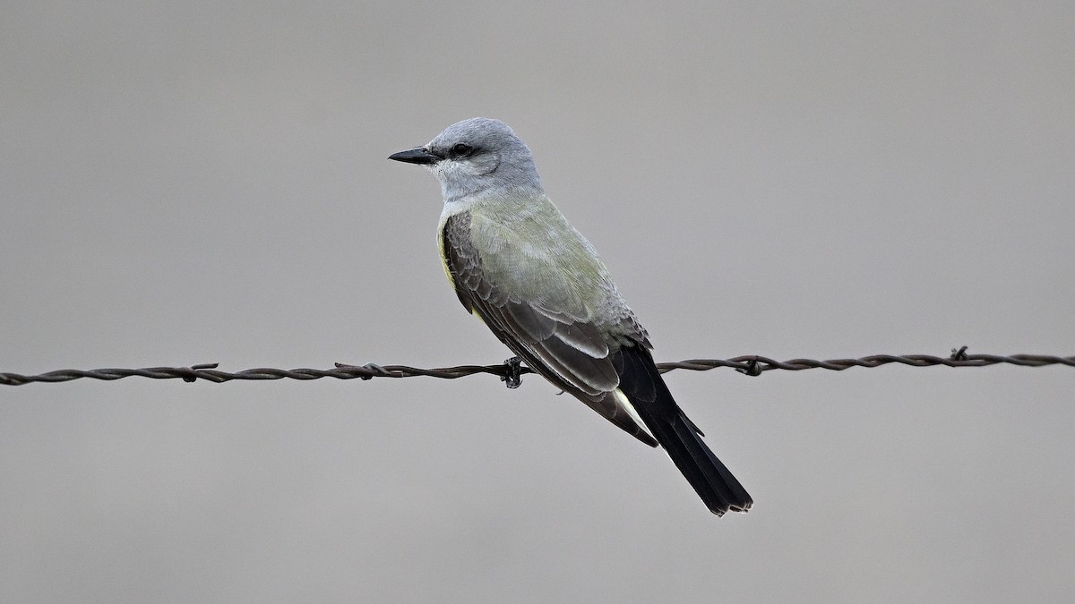 Western Kingbird - ML638317596