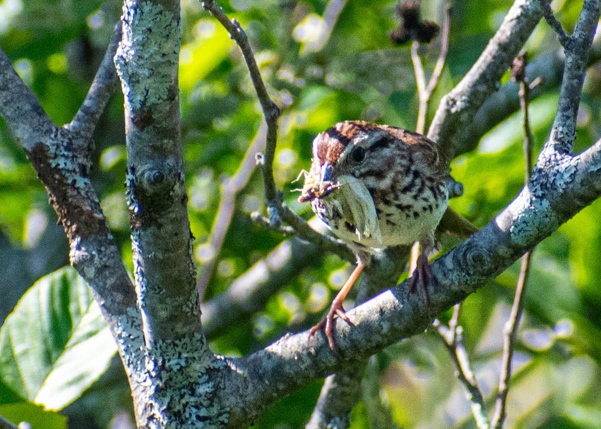 Song Sparrow - ML638317598