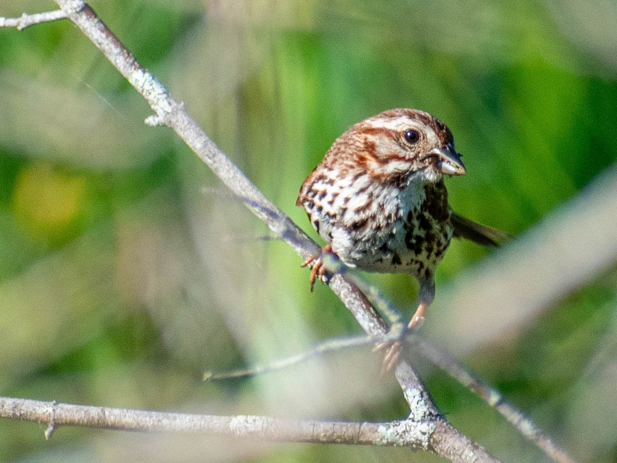 Song Sparrow - ML638317599
