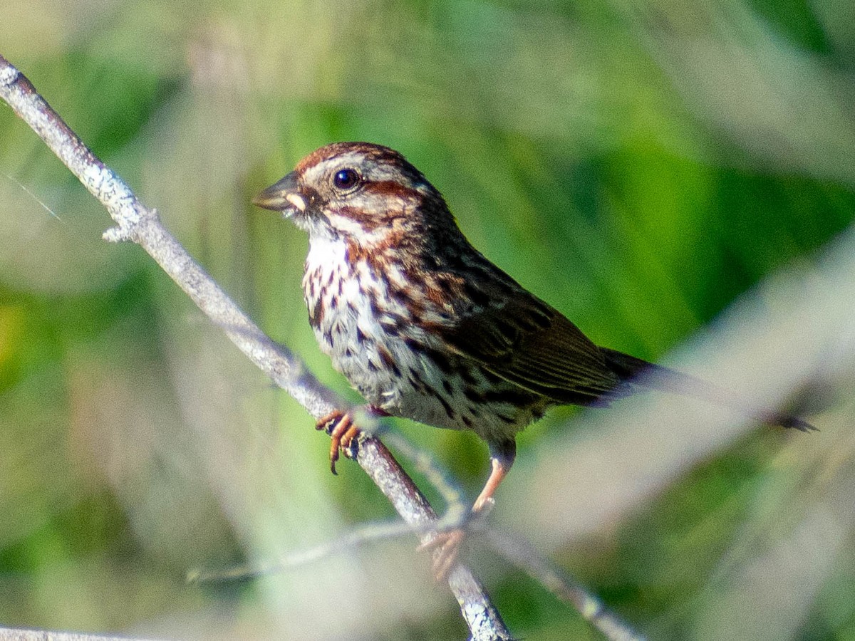 Song Sparrow - ML638317600