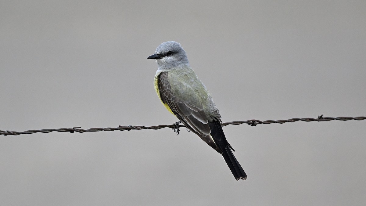 Western Kingbird - ML638317601