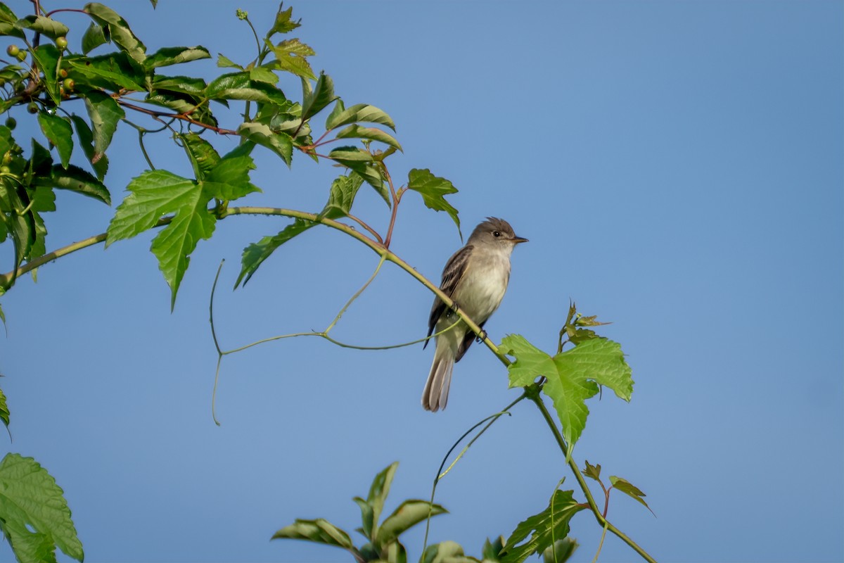 Willow Flycatcher - ML638317603
