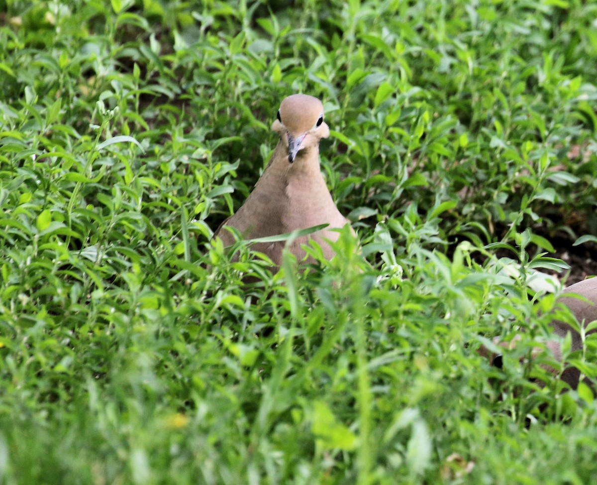 Mourning Dove - ML638317604