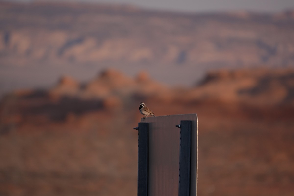 Black-throated Sparrow - ML638317605