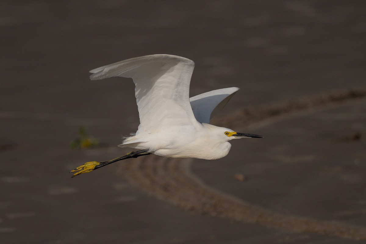 Snowy Egret - ML638317607