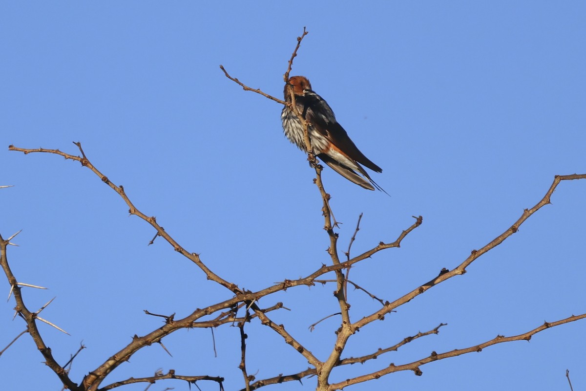 Lesser Striped Swallow - ML638317616