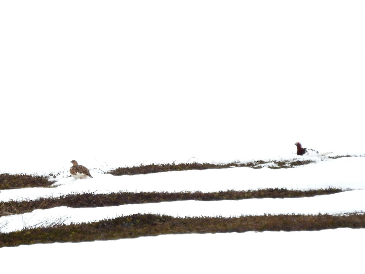 Willow Ptarmigan - ML638317617