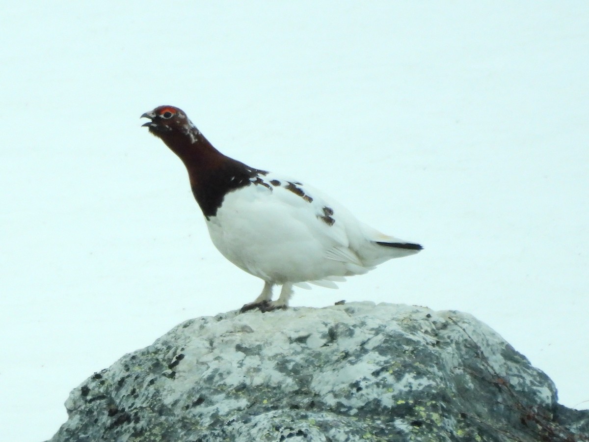 Willow Ptarmigan - ML638317618