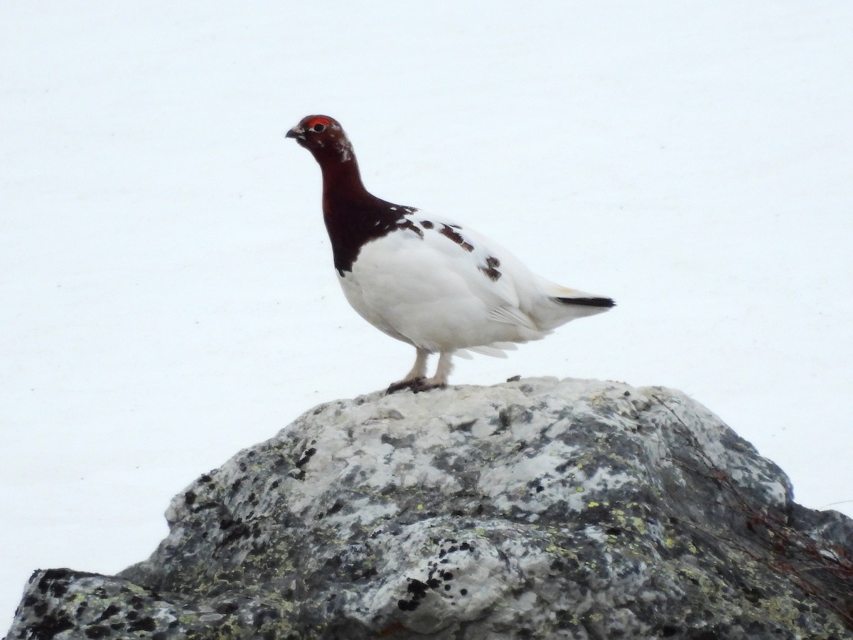 Willow Ptarmigan - ML638317619