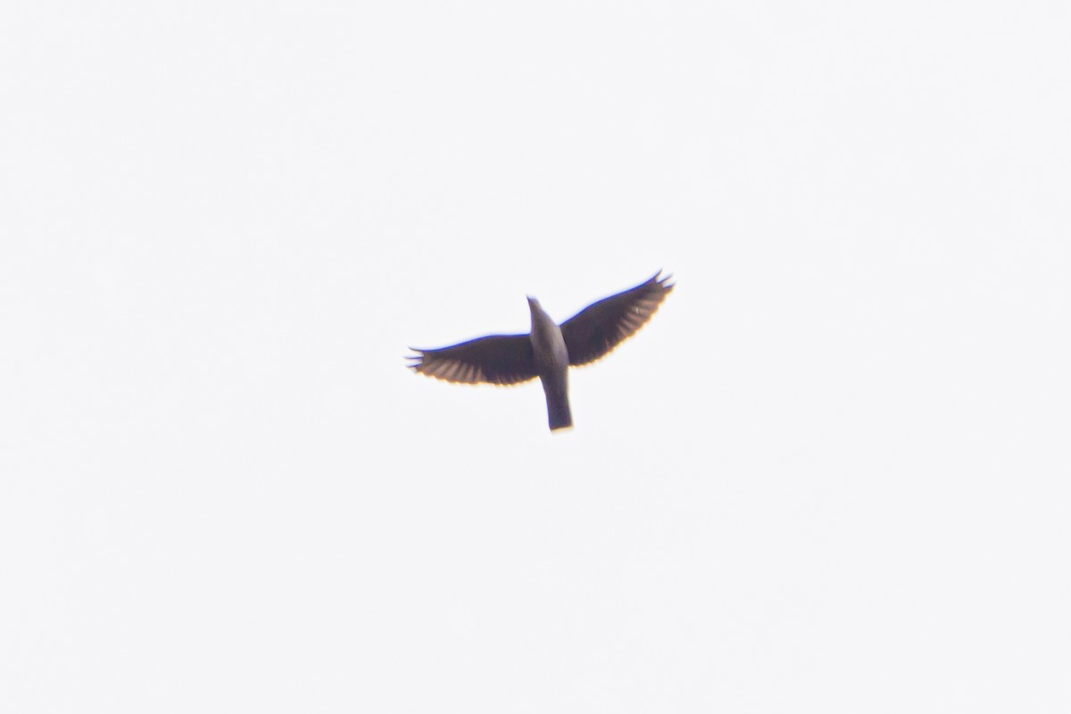Pigeon de Hodgson - ML638317620