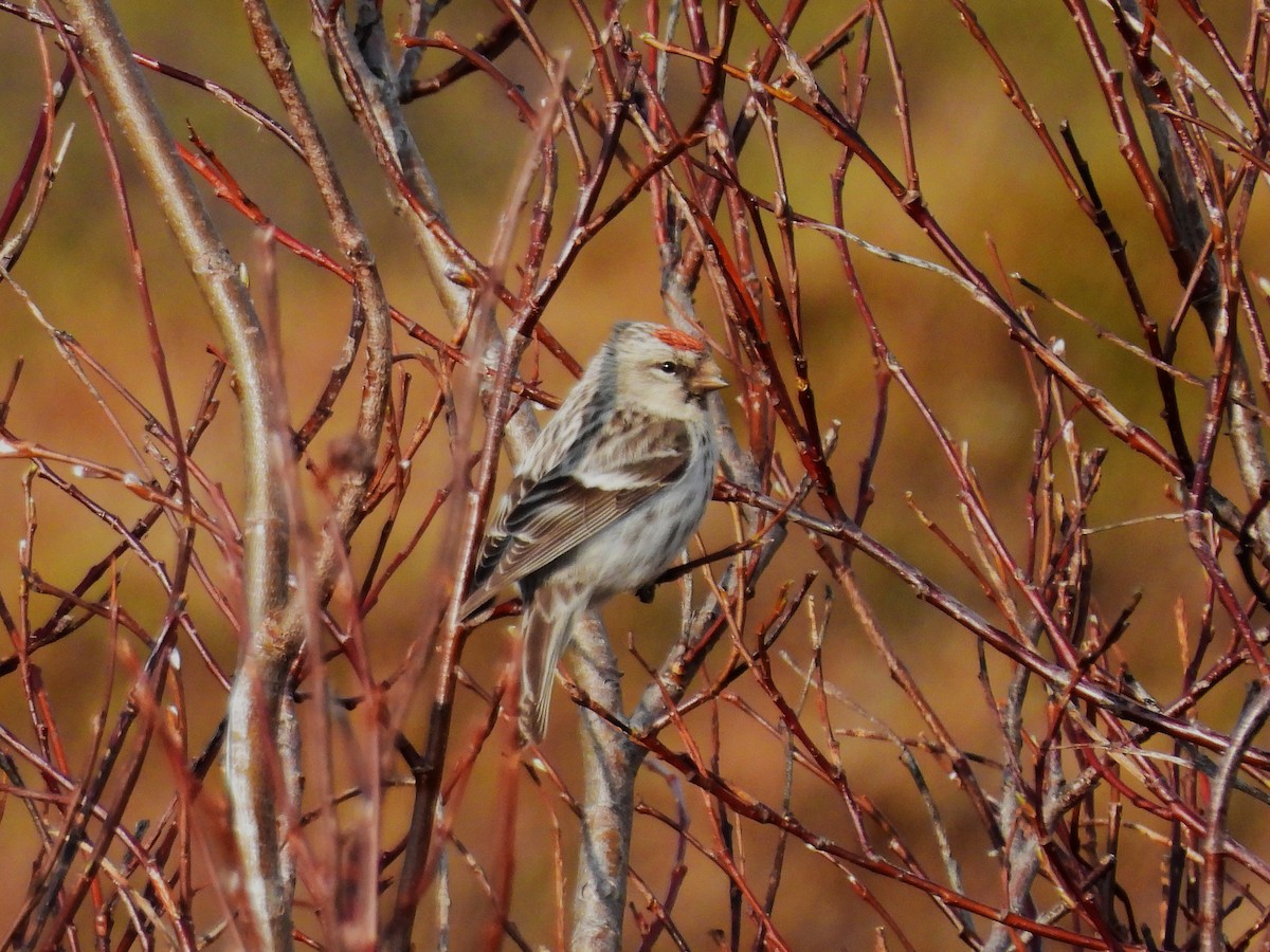 Redpoll (Hoary) - ML638317628