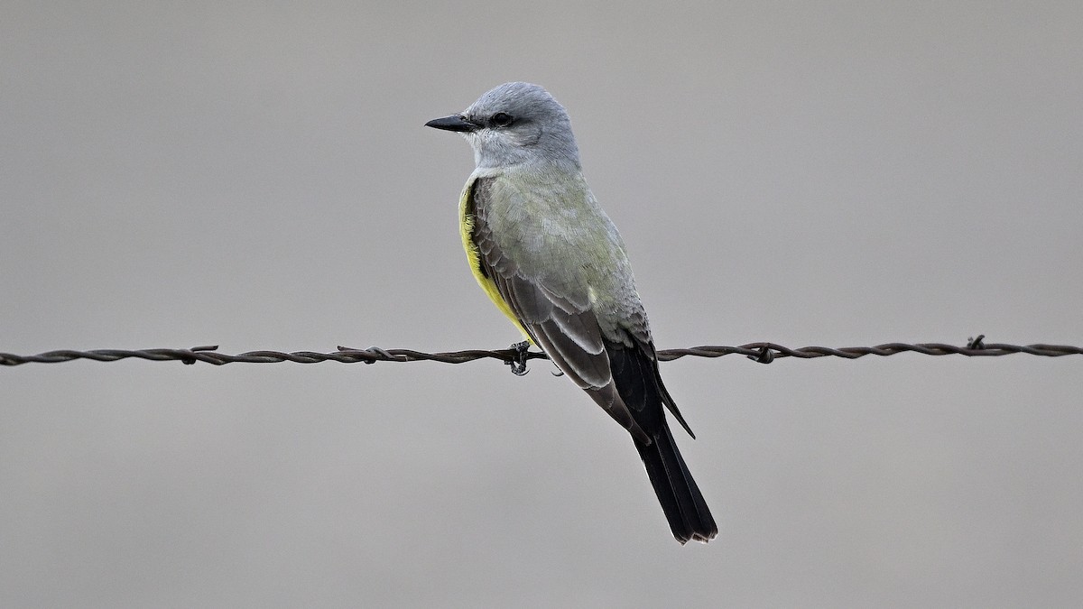 Western Kingbird - ML638317630