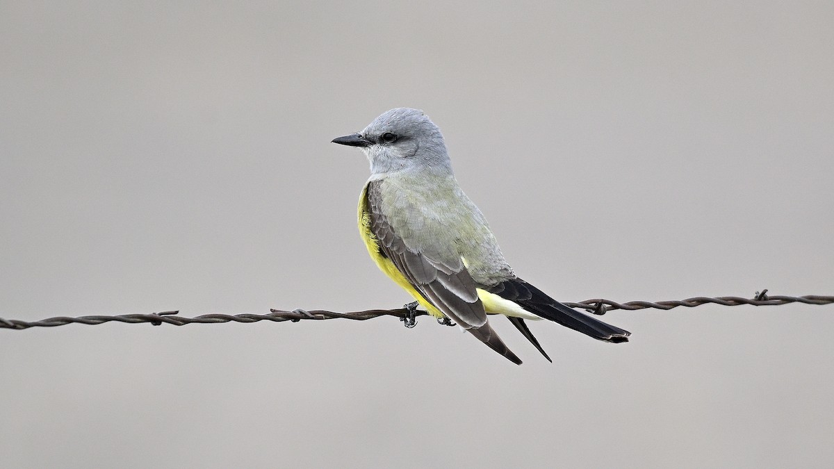 Western Kingbird - ML638317632
