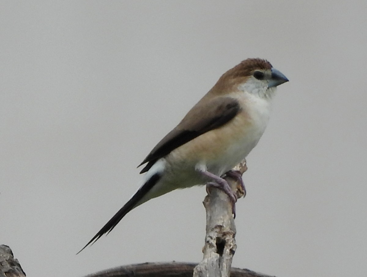 Indian Silverbill - ML638317634