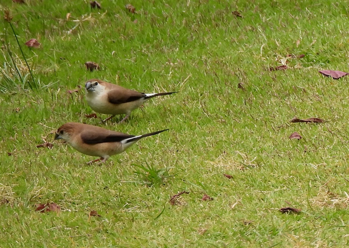 Indian Silverbill - ML638317635