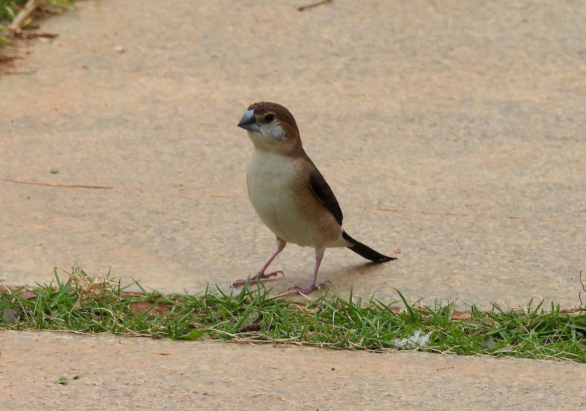 Indian Silverbill - ML638317636