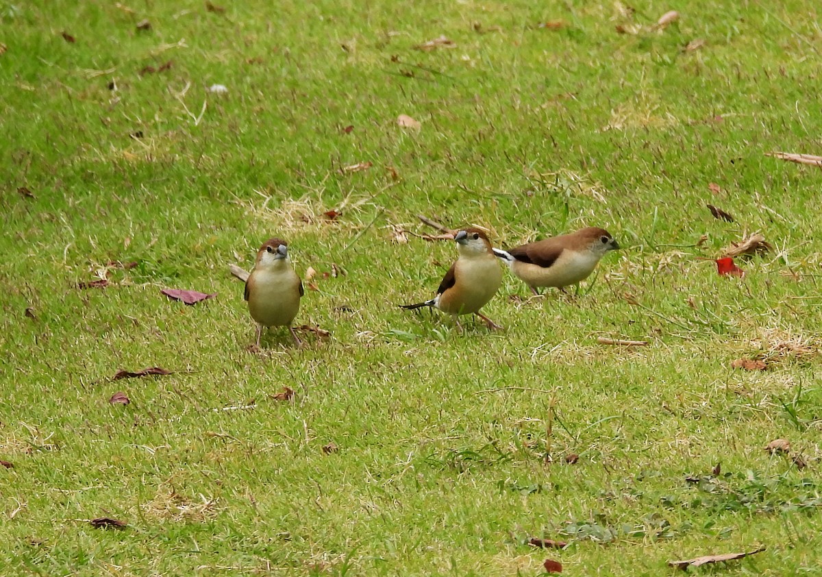 Indian Silverbill - ML638317638