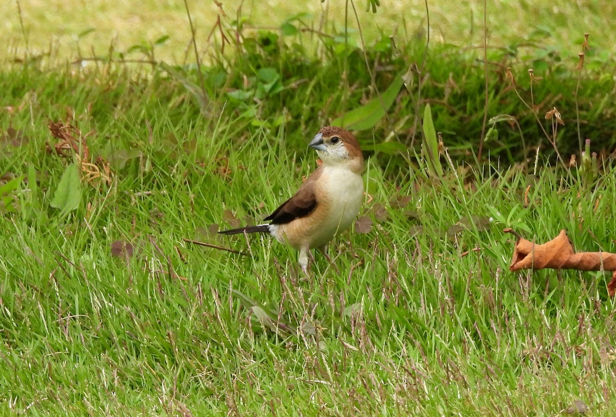 Indian Silverbill - ML638317639