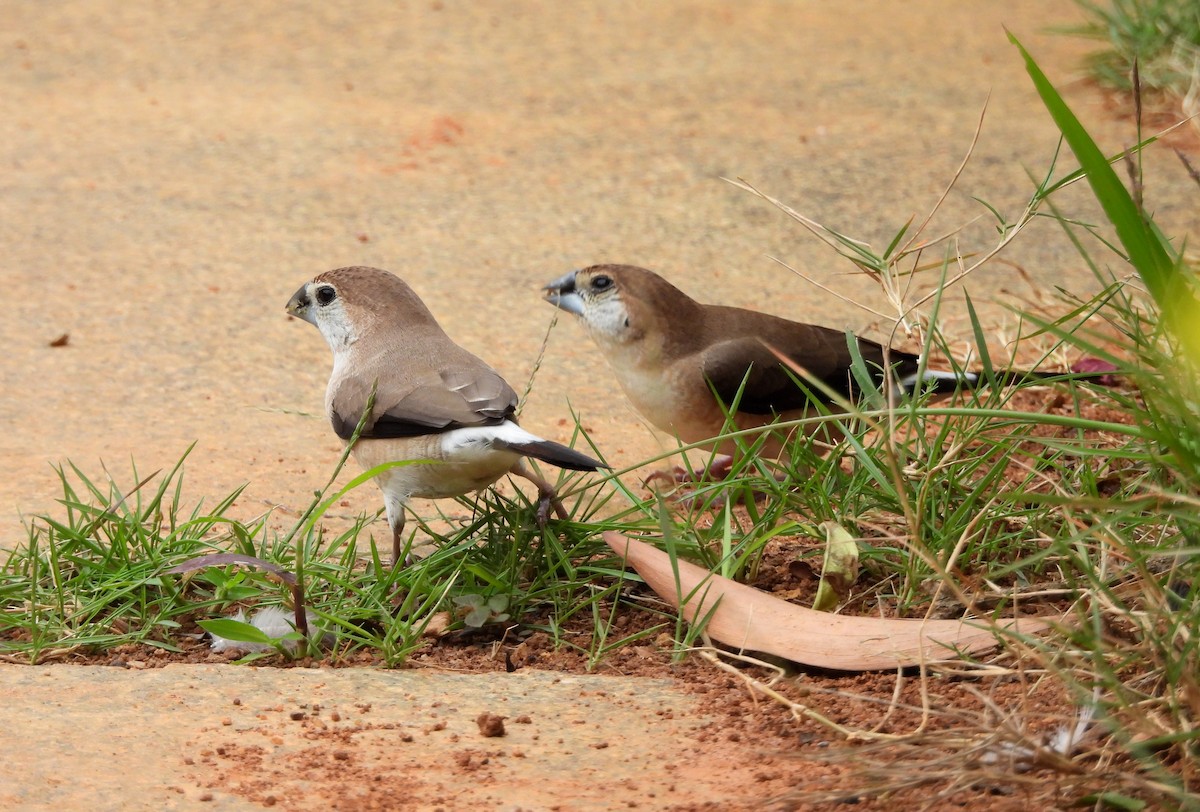Indian Silverbill - ML638317640