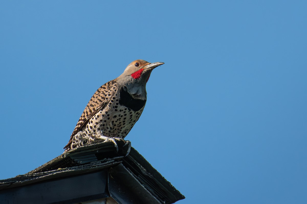 Northern Flicker - ML638317641