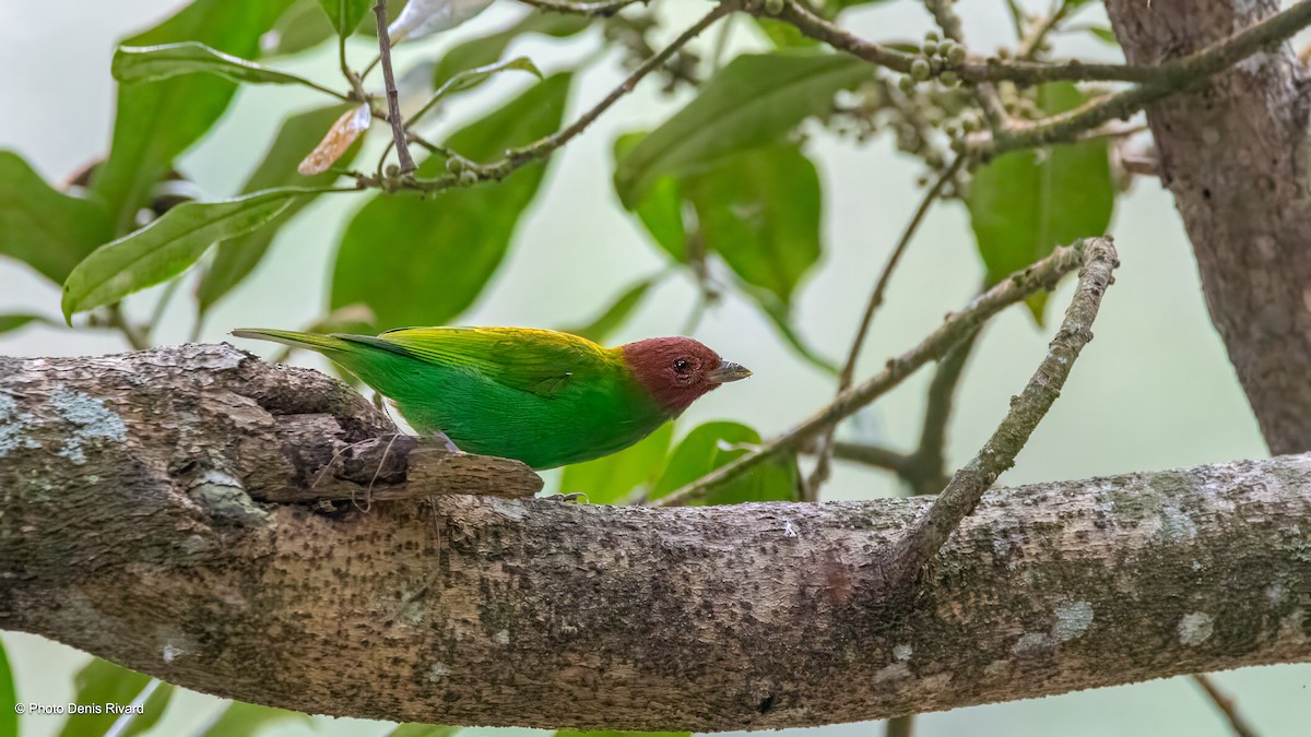 Bay-headed Tanager - ML638317643