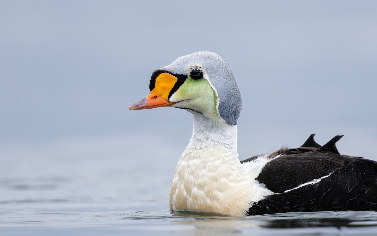 Eider erregea - ML638317662