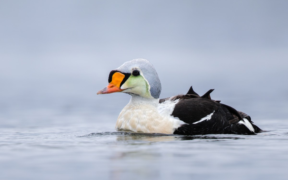 Eider erregea - ML638317663