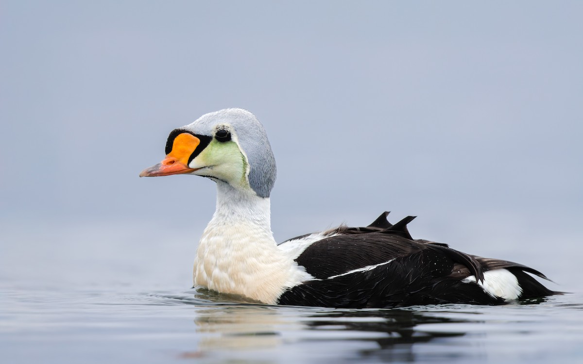 Eider erregea - ML638317664