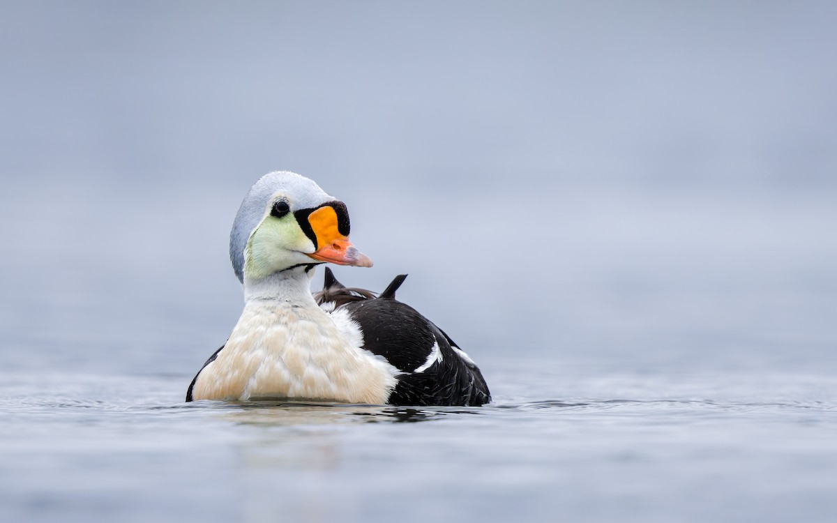 Eider erregea - ML638317665
