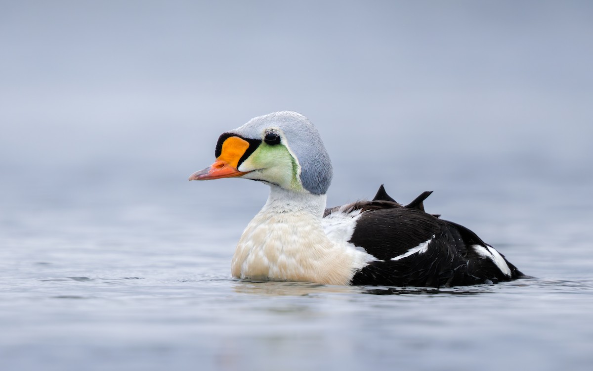 Eider erregea - ML638317666