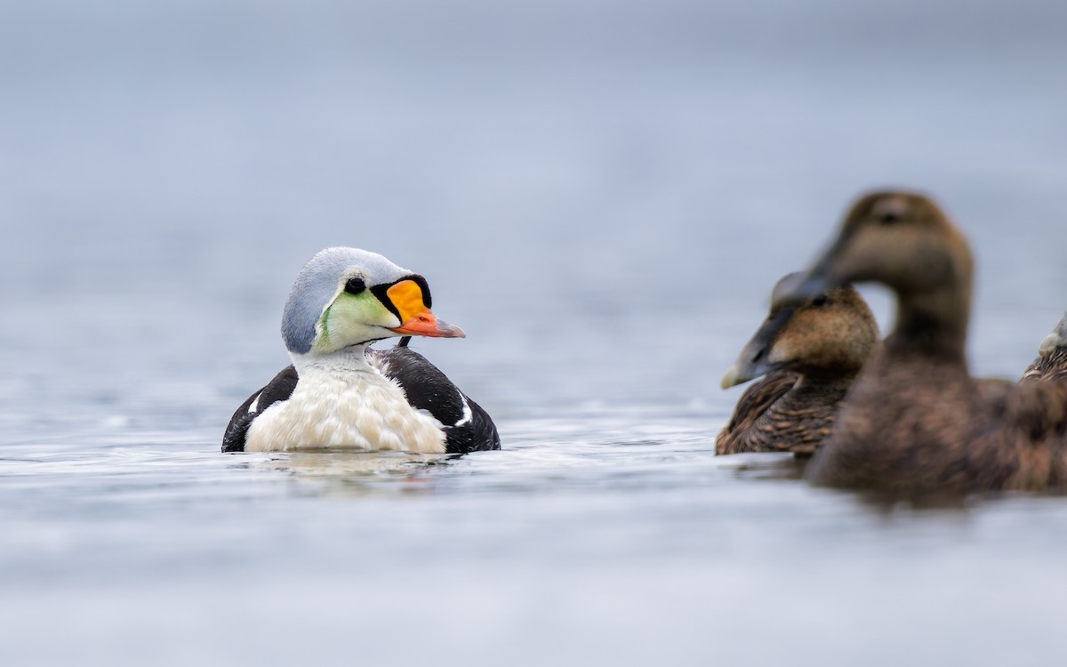 Eider erregea - ML638317671