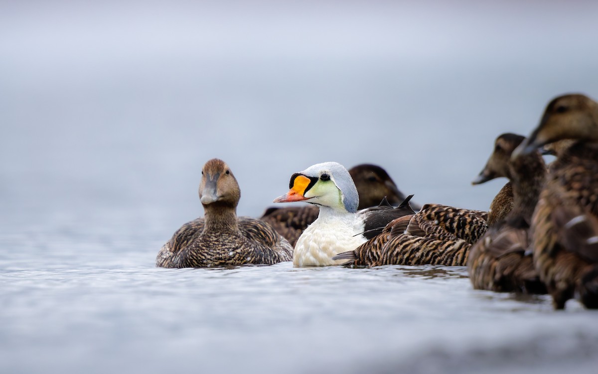 Eider erregea - ML638317672