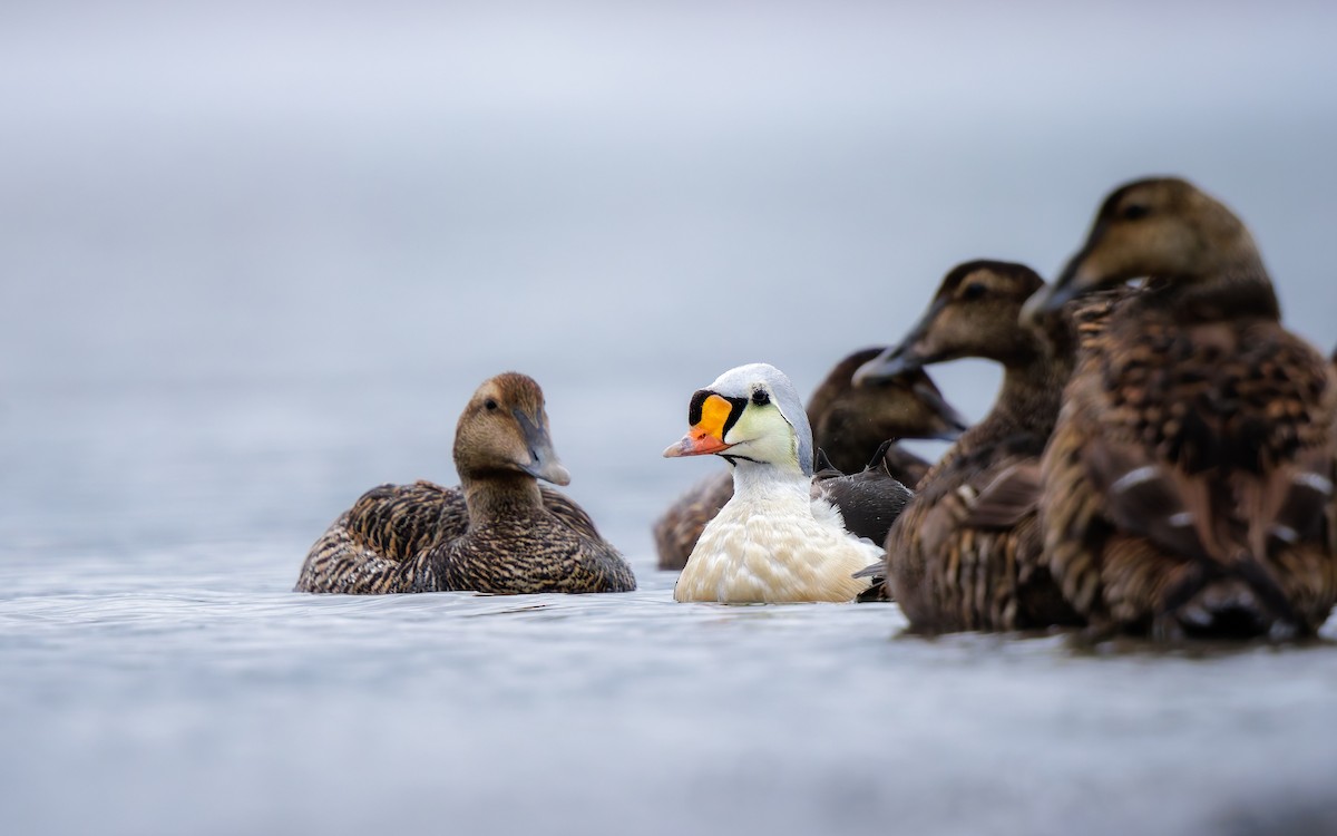 Eider erregea - ML638317673