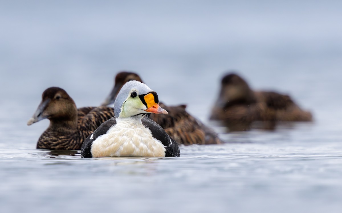 Eider erregea - ML638317674