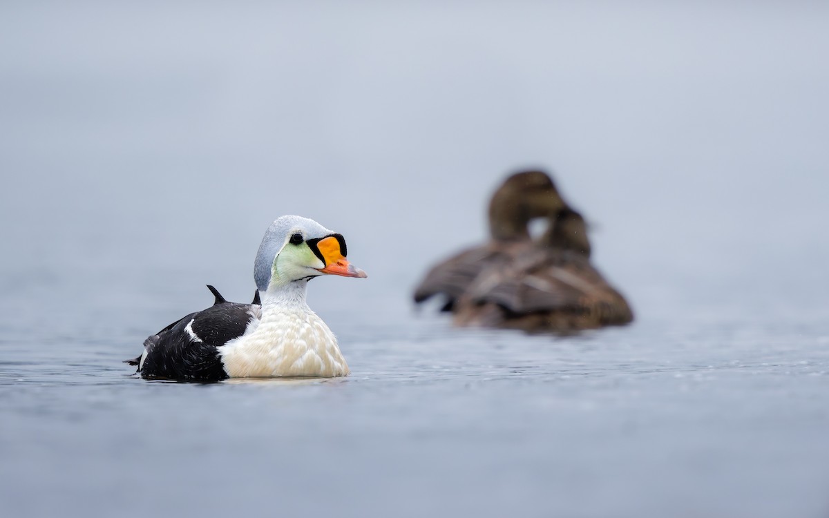 Eider erregea - ML638317675