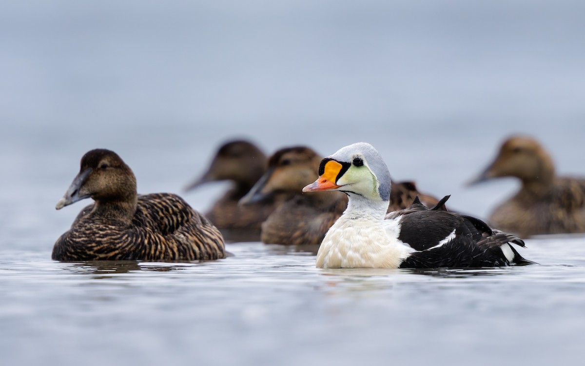 Eider erregea - ML638317676