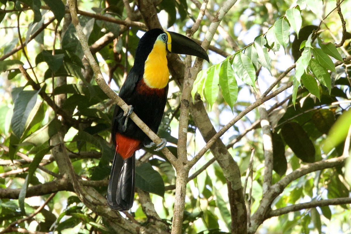 Channel-billed Toucan - ML638317677