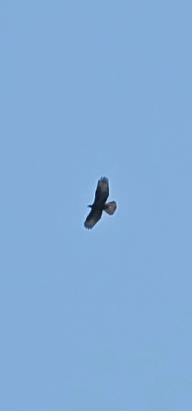 European Honey-buzzard - ML638317690
