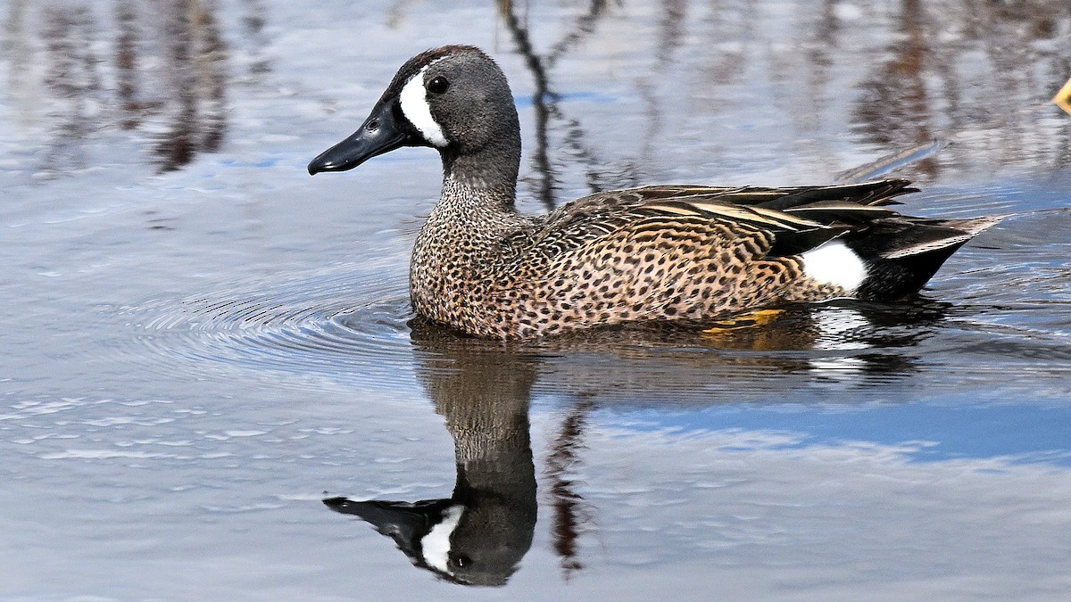 Blue-winged Teal - ML638317691
