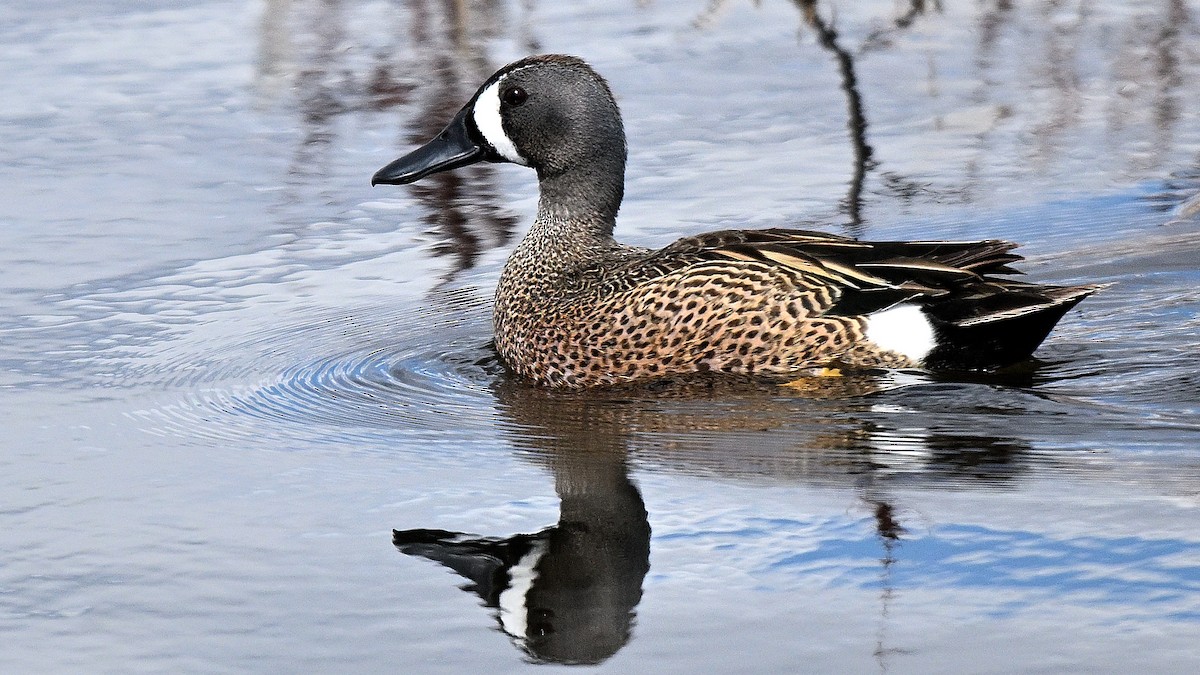 Blue-winged Teal - ML638317692