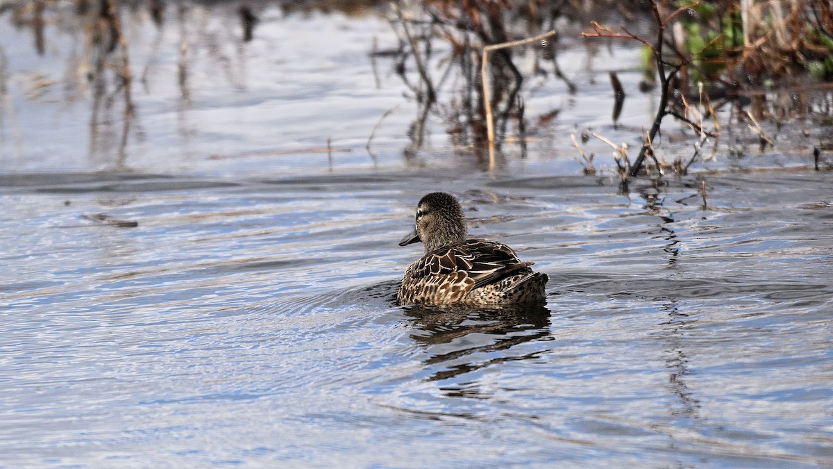Blue-winged Teal - ML638317696