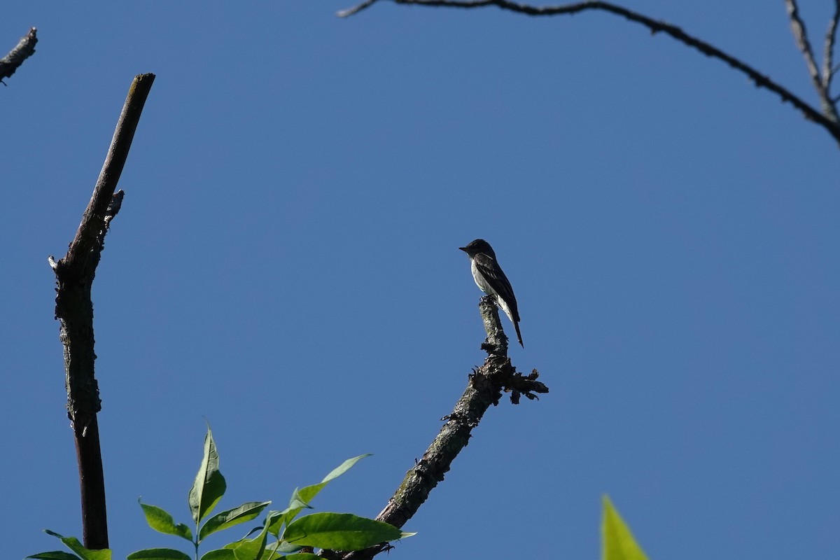 Eastern Wood-Pewee - ML638317697